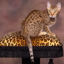 Аватара пользователя