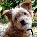 Аватара пользователя