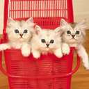 Аватара пользователя