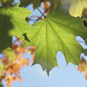 Аватара пользователя