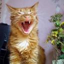 Аватара пользователя